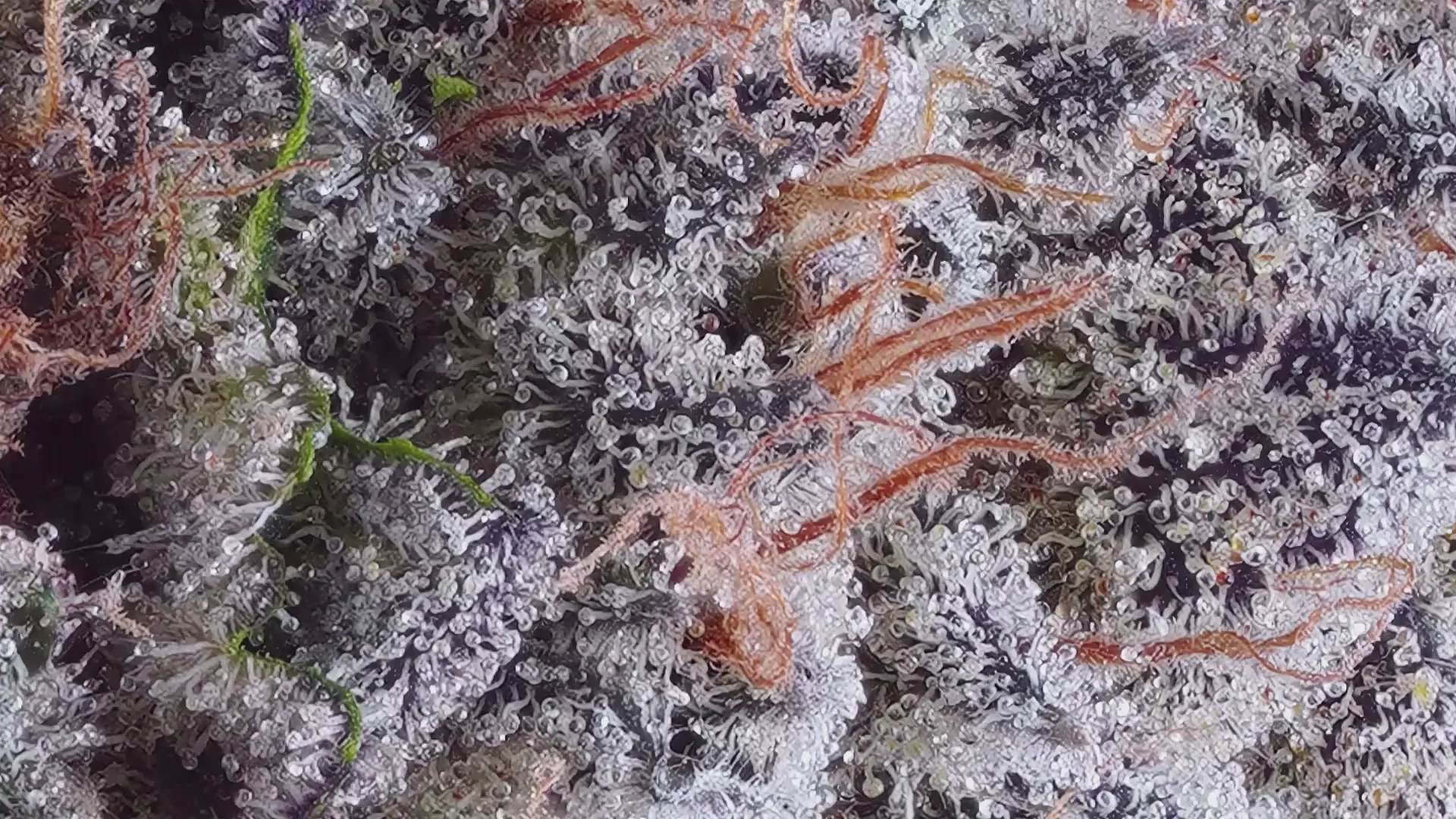 Preserve Potency With TerpLoc® Technology